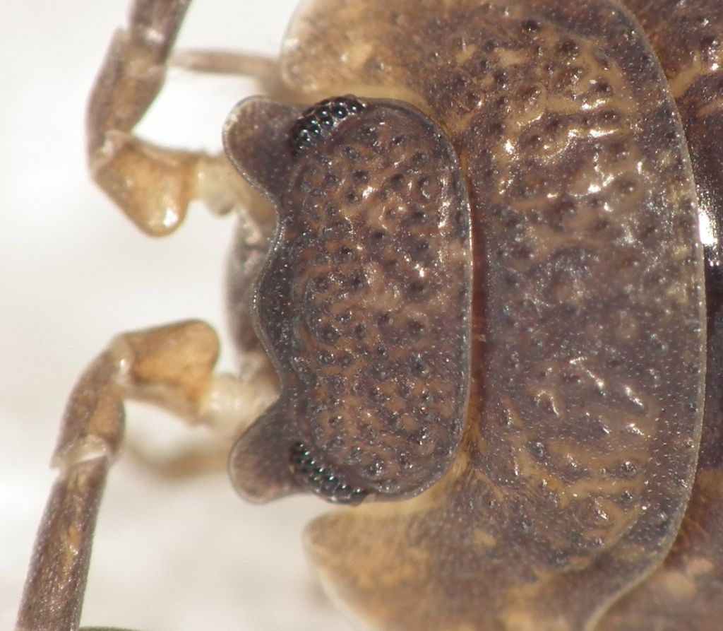 Porcellio?